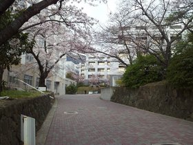 2017.04.06 - Sakura at Rokkodai Campus